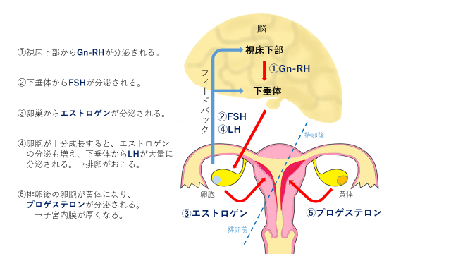 排卵に至るまでのホルモンの流れ