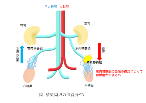 精巣周辺の血管分布