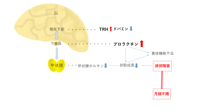 プロラクチンの分泌