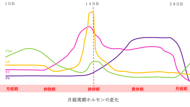 月経周期ホルモンの変化